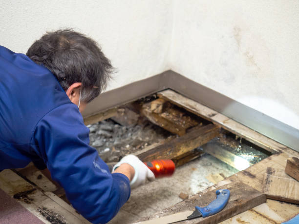 Best Crawl Space Mold Removal  in Greenwood Village, CO