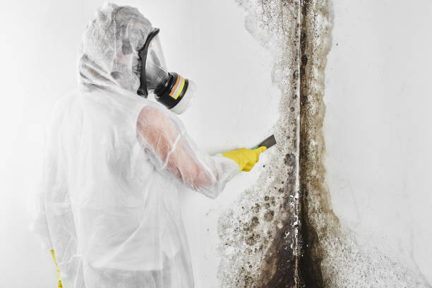 Best Mold Damage Repair  in Greenwood Village, CO