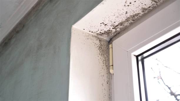 Best Certified Mold Removal  in Greenwood Village, CO