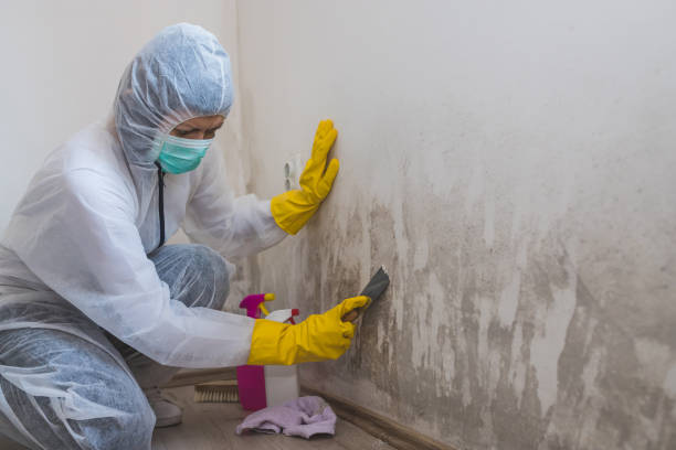 Best Residential Mold Removal  in Greenwood Village, CO