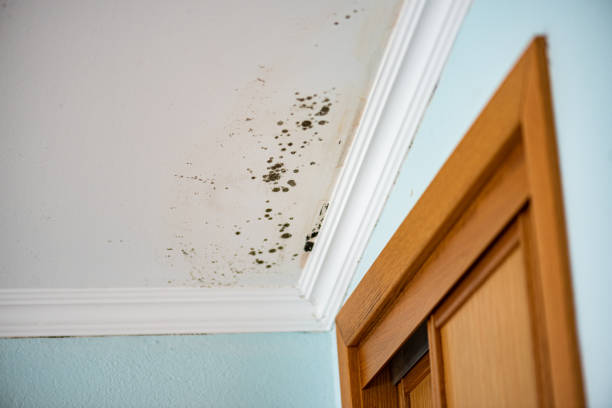 Best Same-Day Mold Removal  in Greenwood Village, CO