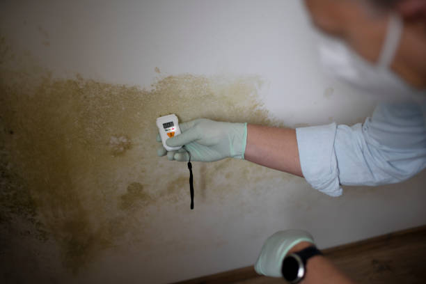 Best Commercial Mold Removal  in Greenwood Village, CO