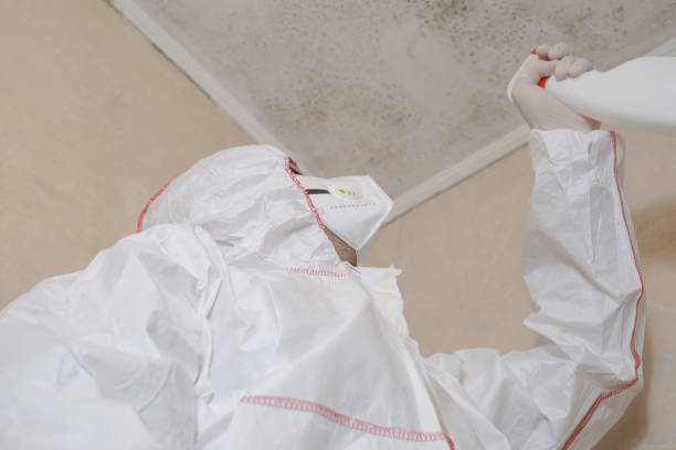 Best Black Mold Removal  in Greenwood Village, CO