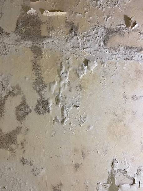 Best Black Mold Removal  in Greenwood Village, CO